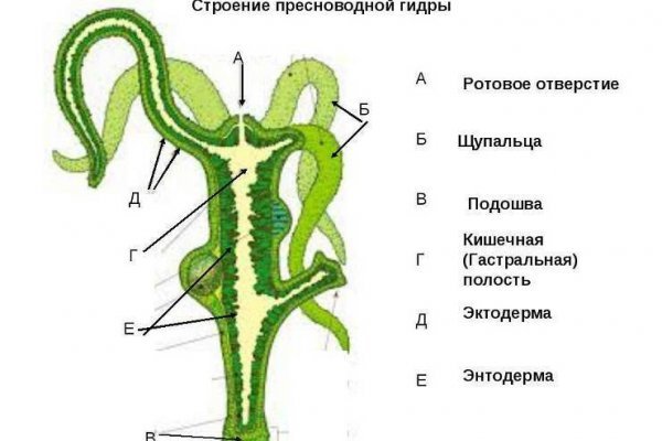 Kraken рабочий